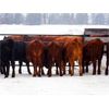 Image 2 : Ian & Bev Smith - 760# Heifers - 20 Head (Rock Creek, BC)