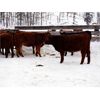 Image 4 : Ian & Bev Smith - 760# Heifers - 20 Head (Rock Creek, BC)