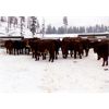 Image 5 : Ian & Bev Smith - 760# Heifers - 20 Head (Rock Creek, BC)