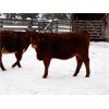 Image 6 : Ian & Bev Smith - 760# Heifers - 20 Head (Rock Creek, BC)