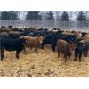 Image 2 : Martee Farm & Ranch - 650# Steers - 89 Head (Midale, SK)
