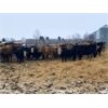 Image 3 : Martee Farm & Ranch - 650# Steers - 89 Head (Midale, SK)