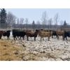 Image 4 : Martee Farm & Ranch - 650# Steers - 89 Head (Midale, SK)