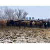 Image 5 : Martee Farm & Ranch - 650# Steers - 89 Head (Midale, SK)