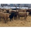 Image 1 : Martee Farm & Ranch - 750# Steers - 73 Head (Midale, SK)