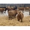 Image 2 : Martee Farm & Ranch - 750# Steers - 73 Head (Midale, SK)