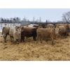Image 3 : Martee Farm & Ranch - 750# Steers - 73 Head (Midale, SK)