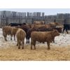 Image 4 : Martee Farm & Ranch - 750# Steers - 73 Head (Midale, SK)