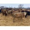 Image 5 : Martee Farm & Ranch - 750# Steers - 73 Head (Midale, SK)