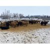 Image 6 : Martee Farm & Ranch - 750# Steers - 73 Head (Midale, SK)