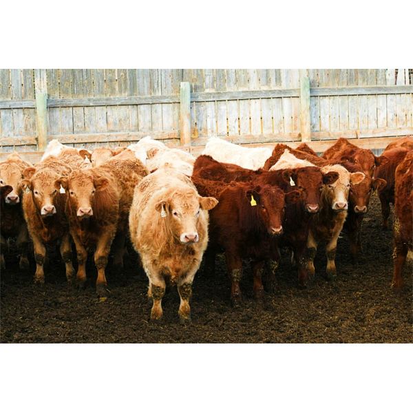 J&R Peterson - 975# Steers - 114 Head (Barnwell, AB)