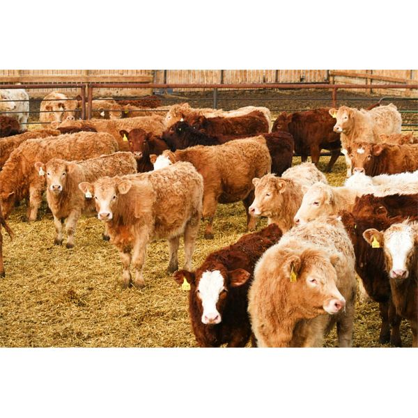 J&R Peterson - 800# Heifers - 52 Head (Barnwell, AB)