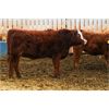 Image 7 : J&R Peterson - 800# Heifers - 52 Head (Barnwell, AB)