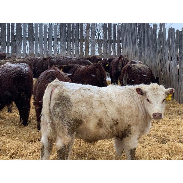 Bell M Farms - 760# Steers - 70 Head (Englefeld, SK)