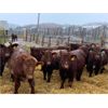Image 4 : Bell M Farms - 760# Steers - 70 Head (Englefeld, SK)