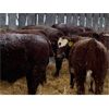 Image 5 : Bell M Farms - 760# Steers - 70 Head (Englefeld, SK)