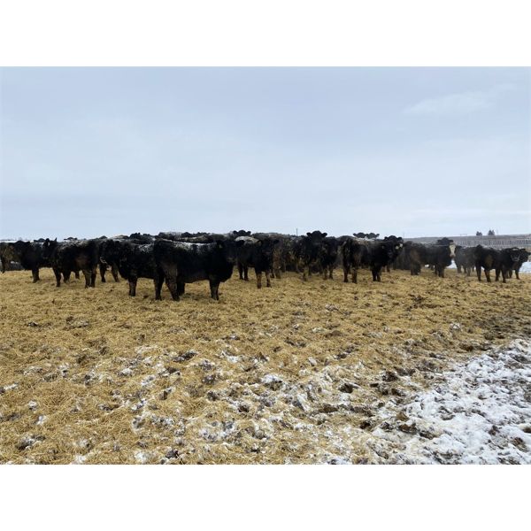Roseburn Ranches - 850# Heifers - 400 Head (High River, AB)