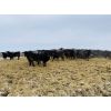 Image 2 : Roseburn Ranches - 850# Heifers - 400 Head (High River, AB)