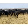 Image 3 : Roseburn Ranches - 850# Heifers - 400 Head (High River, AB)