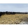 Image 4 : Roseburn Ranches - 850# Heifers - 400 Head (High River, AB)