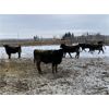 Image 5 : Roseburn Ranches - 850# Heifers - 400 Head (High River, AB)