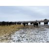 Image 6 : Roseburn Ranches - 850# Heifers - 400 Head (High River, AB)