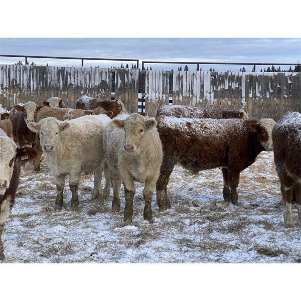 John & Bobbi-Jo Sever - 720# Steers - 85 Head (Caroline, AB)