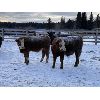Image 6 : John & Bobbi-Jo Sever - 720# Steers - 85 Head (Caroline, AB)