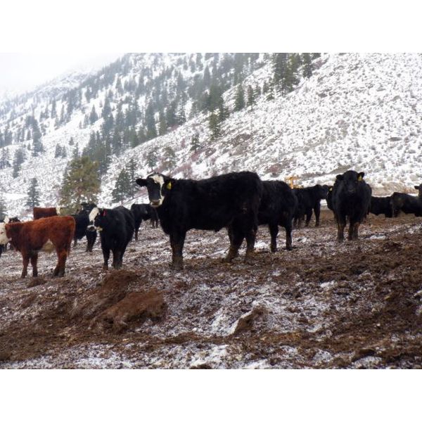 Clifton Ranch - 900# Steers - 185 Head (Keremeos, BC)