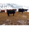 Image 5 : Clifton Ranch - 900# Steers - 185 Head (Keremeos, BC)