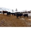 Image 6 : Clifton Ranch - 900# Steers - 185 Head (Keremeos, BC)