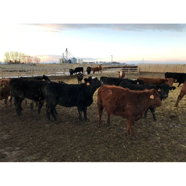 Rosebud Feeders - 610# Heifers - 121 Head (Irricana, AB)