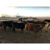 Image 1 : Rosebud Feeders - 610# Heifers - 121 Head (Irricana, AB)