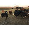 Image 2 : Rosebud Feeders - 610# Heifers - 121 Head (Irricana, AB)