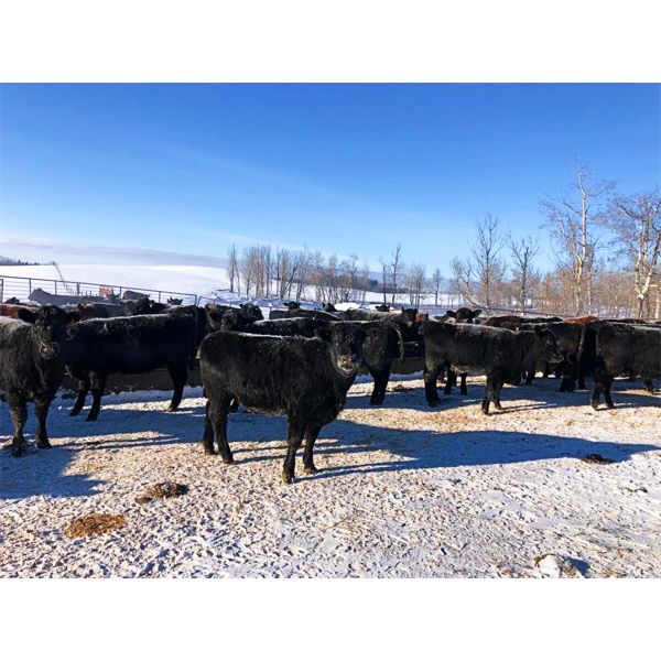 Woodland Farms - 975# Yearling Heifers - 200 Head (Keephills, AB)