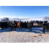 Image 5 : Woodland Farms - 975# Yearling Heifers - 200 Head (Keephills, AB)