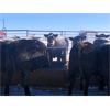 Image 6 : Woodland Farms - 975# Yearling Heifers - 200 Head (Keephills, AB)