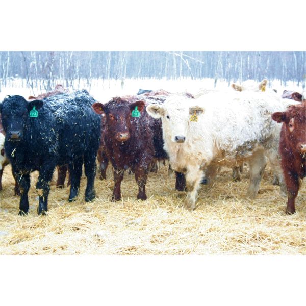 Kertan Farms - 710# Steers - 89 Head (St. Brieux, SK)