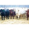 Image 1 : Kertan Farms - 710# Steers - 89 Head (St. Brieux, SK)
