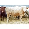 Image 4 : Kertan Farms - 710# Steers - 89 Head (St. Brieux, SK)