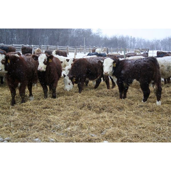 Kertan Farms - 600# Steers - 100 Head (St. Brieux, SK)