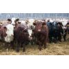 Image 7 : Kertan Farms - 600# Steers - 100 Head (St. Brieux, SK)