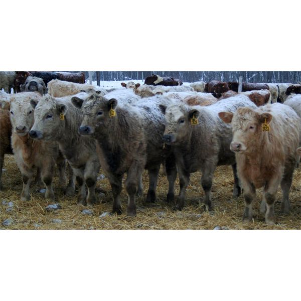 Kertan Farms - 635# Heifers - 50 Head (St. Brieux, SK)