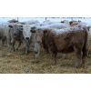 Image 4 : Kertan Farms - 635# Heifers - 50 Head (St. Brieux, SK)