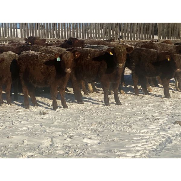 Fulmore Holdings - 600# Steers - 100 Head (Smith, AB)