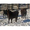 Image 2 : Fulmore Holdings - 600# Steers - 100 Head (Smith, AB)