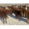 Image 3 : Fulmore Holdings - 600# Steers - 100 Head (Smith, AB)