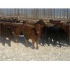 Image 5 : Fulmore Holdings - 600# Steers - 100 Head (Smith, AB)