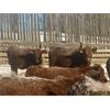 Image 6 : Fulmore Holdings - 600# Steers - 100 Head (Smith, AB)