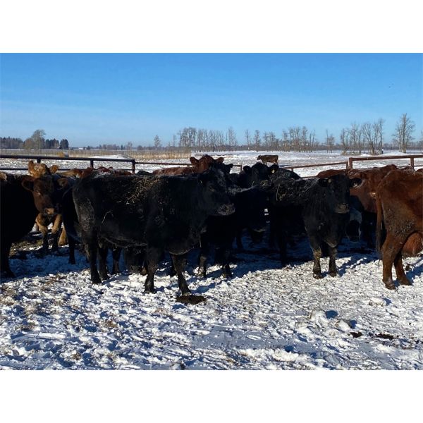 Bruce & Judy Dickson - 42 Cows (Leslieville, AB)